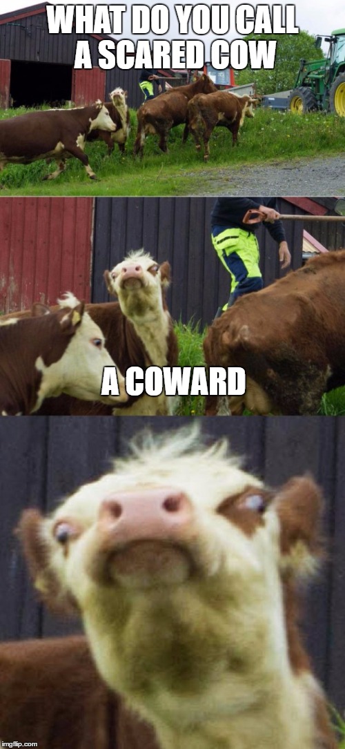 Bad pun cow  | WHAT DO YOU CALL A SCARED COW; A COWARD | image tagged in bad pun cow | made w/ Imgflip meme maker