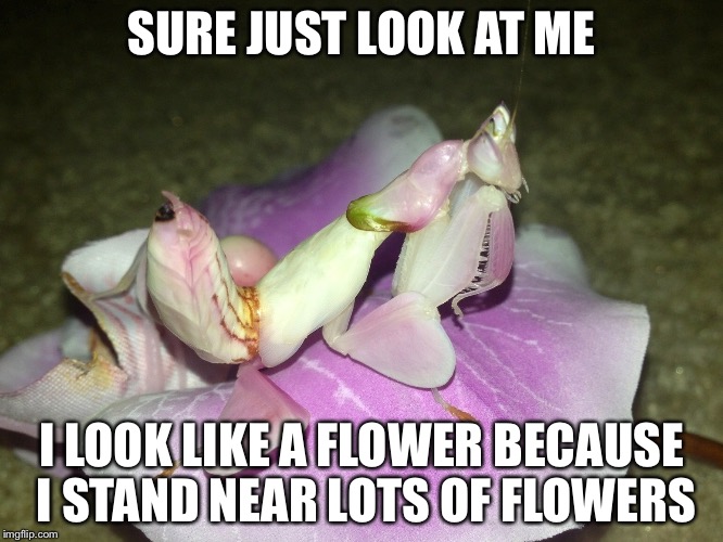 SURE JUST LOOK AT ME I LOOK LIKE A FLOWER BECAUSE I STAND NEAR LOTS OF FLOWERS | made w/ Imgflip meme maker