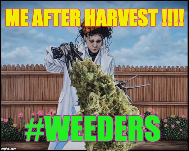 After harvest  | ME AFTER HARVEST !!!! #WEEDERS | image tagged in eduard manosdetijera,weed,harvest,cannabis,marijuana,thc | made w/ Imgflip meme maker