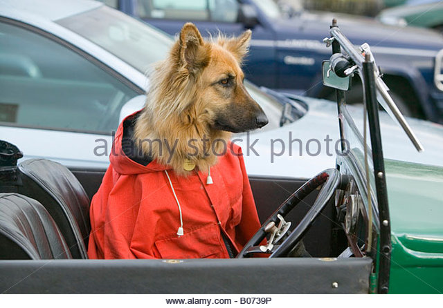 german shepherd driving a car Blank Meme Template