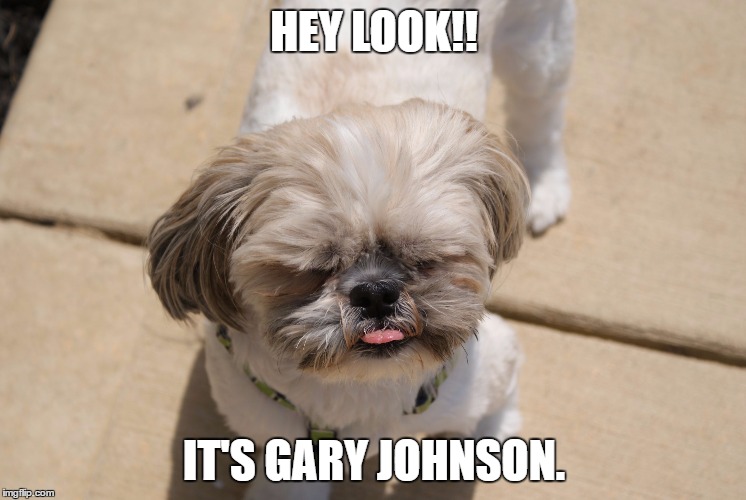 Oakley shih tzu | HEY LOOK!! IT'S GARY JOHNSON. | image tagged in oakley shih tzu | made w/ Imgflip meme maker