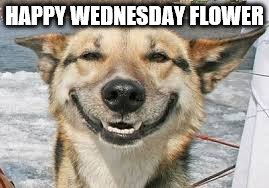 HAPPY WEDNESDAY FLOWER | made w/ Imgflip meme maker