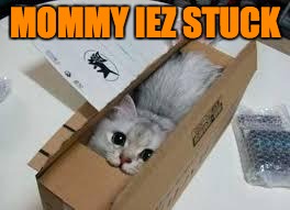 Cute Kittens | MOMMY IEZ STUCK | image tagged in cute kittens | made w/ Imgflip meme maker