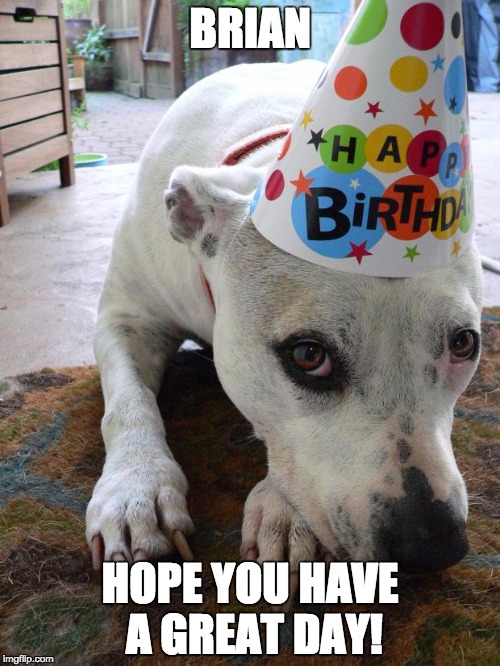 Pitbull Birthday Hat |  BRIAN; HOPE YOU HAVE A GREAT DAY! | image tagged in pitbull birthday hat | made w/ Imgflip meme maker