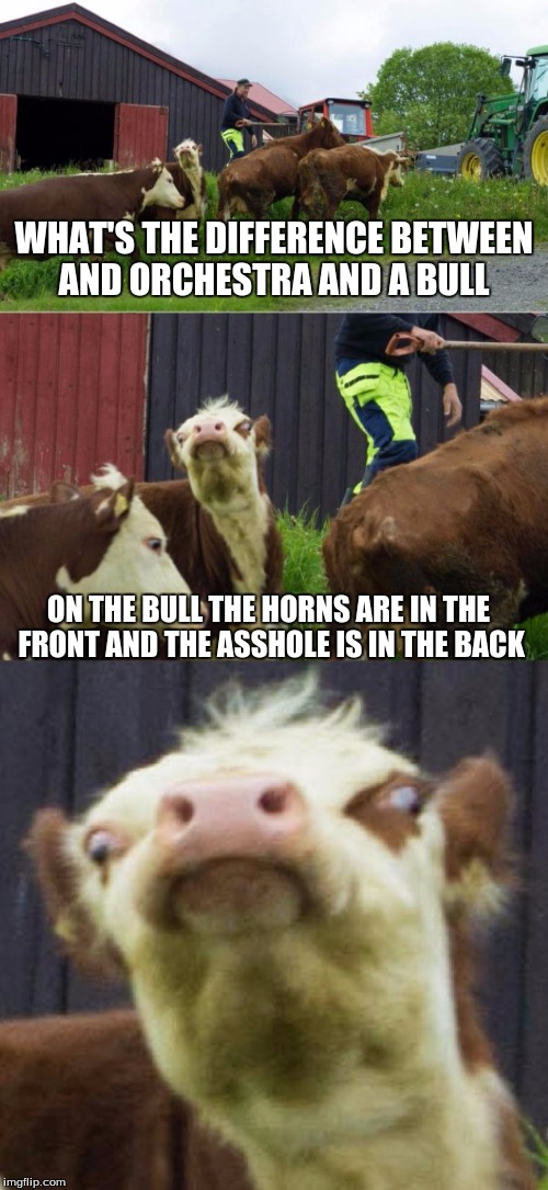 Bad pun cow  | WHAT'S THE DIFFERENCE BETWEEN AND ORCHESTRA AND A BULL; ON THE BULL THE HORNS ARE IN THE FRONT AND THE ASSHOLE IS IN THE BACK | image tagged in bad pun cow | made w/ Imgflip meme maker