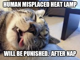 HUMAN MISPLACED HEAT LAMP WILL BE PUNISHED.  AFTER NAP | made w/ Imgflip meme maker