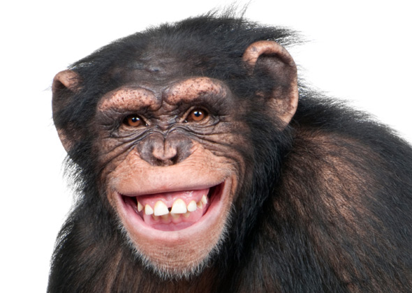 High Quality grinning monkey Blank Meme Template