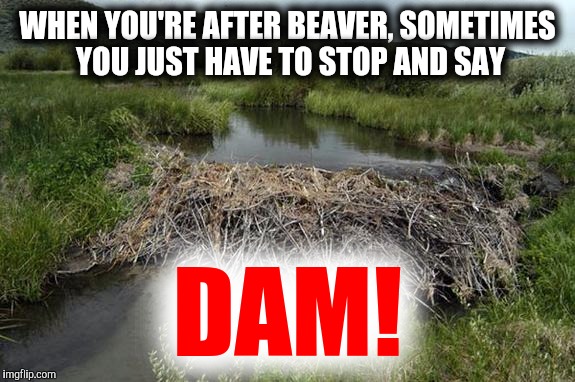Hunting Beaver | WHEN YOU'RE AFTER BEAVER, SOMETIMES YOU JUST HAVE TO STOP AND SAY DAM! | image tagged in beaver | made w/ Imgflip meme maker