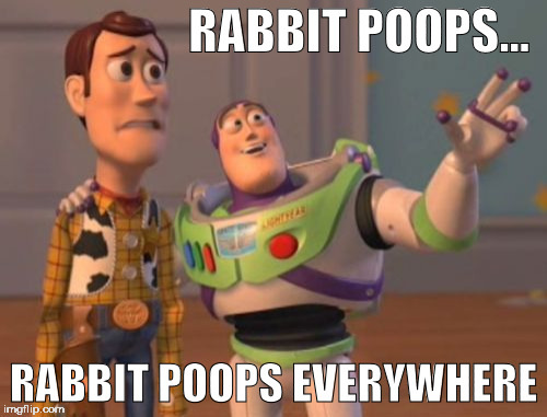 Rabbit Poops | RABBIT POOPS... RABBIT POOPS EVERYWHERE | image tagged in memes,x x everywhere,rabbits | made w/ Imgflip meme maker