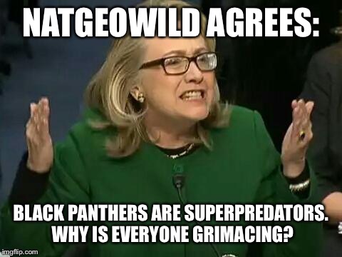 hillary what difference does it make | NATGEOWILD AGREES:; BLACK PANTHERS ARE SUPERPREDATORS. WHY IS EVERYONE GRIMACING? | image tagged in hillary what difference does it make | made w/ Imgflip meme maker