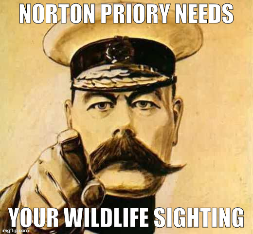 Your Country Needs YOU | NORTON PRIORY NEEDS; YOUR WILDLIFE SIGHTING | image tagged in your country needs you | made w/ Imgflip meme maker