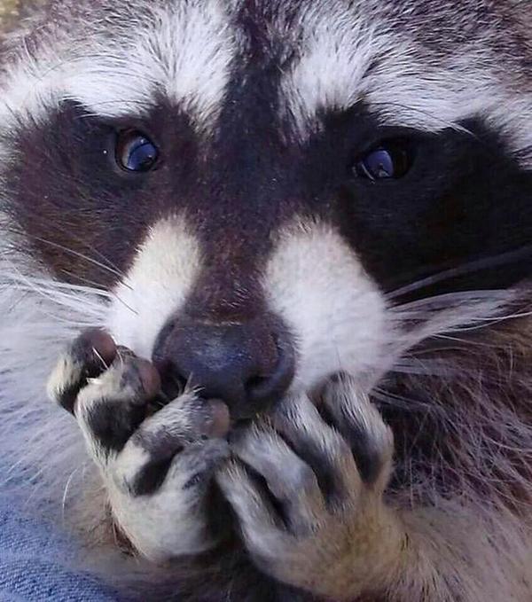 Addiction Racoon Blank Meme Template