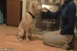 DOWN | image tagged in gifs | made w/ Imgflip images-to-gif maker
