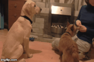 STAND | image tagged in gifs | made w/ Imgflip images-to-gif maker