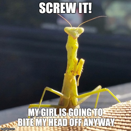 Screw it | SCREW IT! MY GIRL IS GOING TO BITE MY HEAD OFF ANYWAY | image tagged in relationship | made w/ Imgflip meme maker
