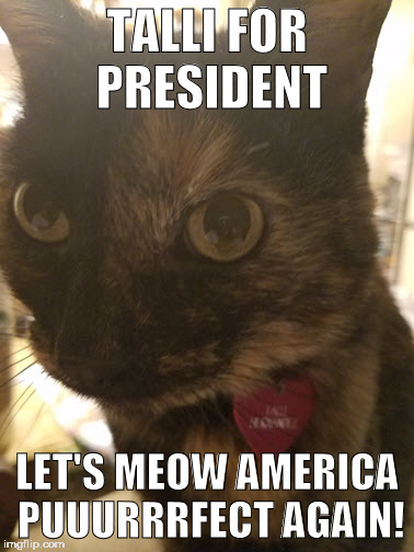 TALLI FOR PRESIDENT; LET'S MEOW AMERICA PUUURRRFECT AGAIN! | image tagged in talli for president | made w/ Imgflip meme maker