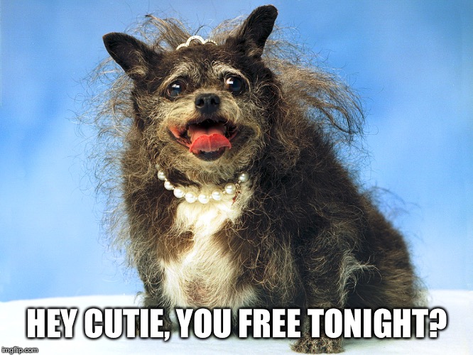 Ugly Dog | HEY CUTIE, YOU FREE TONIGHT? | image tagged in ugly dog | made w/ Imgflip meme maker