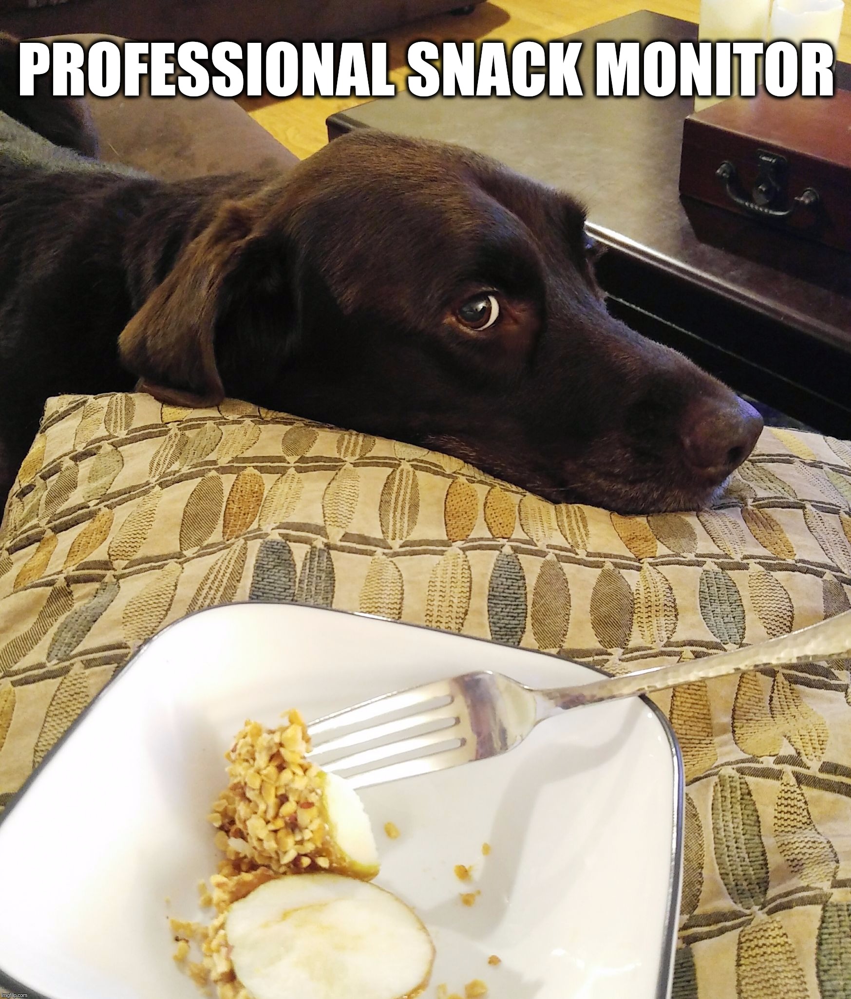 Professional snack monitor at your service  | PROFESSIONAL SNACK MONITOR | image tagged in chuckie the chocolate lab,snacks,funny,funny dogs,professional snack monitor,labrador | made w/ Imgflip meme maker