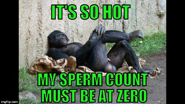 Big balls gorilla | IT'S SO HOT; MY SPERM COUNT MUST BE AT ZERO | image tagged in big balls gorilla,heat,hot,balls,sperm,summer | made w/ Imgflip meme maker