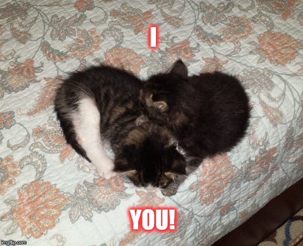 Pigeon and Pan | I; YOU! | image tagged in kittens,cute,love,i love you,heart,adorable | made w/ Imgflip meme maker