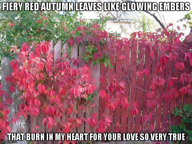 Red Autumn Leaves | FIERY RED AUTUMN LEAVES LIKE GLOWING EMBERS; THAT BURN IN MY HEART FOR YOUR LOVE SO VERY TRUE | image tagged in autumn,autumn leaves,hearts,love | made w/ Imgflip meme maker