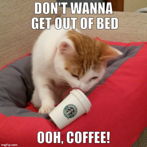 Don't wanna get out of bed...ooh, coffee! | DON'T WANNA GET OUT OF BED; OOH, COFFEE! | image tagged in cats,funny cats,funny cat memes,cat memes,coffee,national coffee day | made w/ Imgflip meme maker