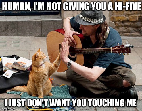 HUMAN, I'M NOT GIVING YOU A HI-FIVE; I JUST DON'T WANT YOU TOUCHING ME | image tagged in cat hi five | made w/ Imgflip meme maker