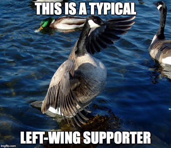 Left-Wing Supporter | THIS IS A TYPICAL; LEFT-WING SUPPORTER | image tagged in left wing,canada goose,memes | made w/ Imgflip meme maker