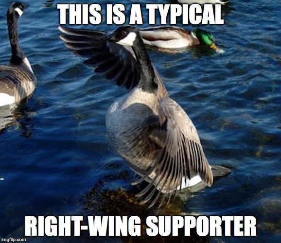 Right-Wing Supporter | THIS IS A TYPICAL; RIGHT-WING SUPPORTER | image tagged in right wing,canada goose,memes | made w/ Imgflip meme maker