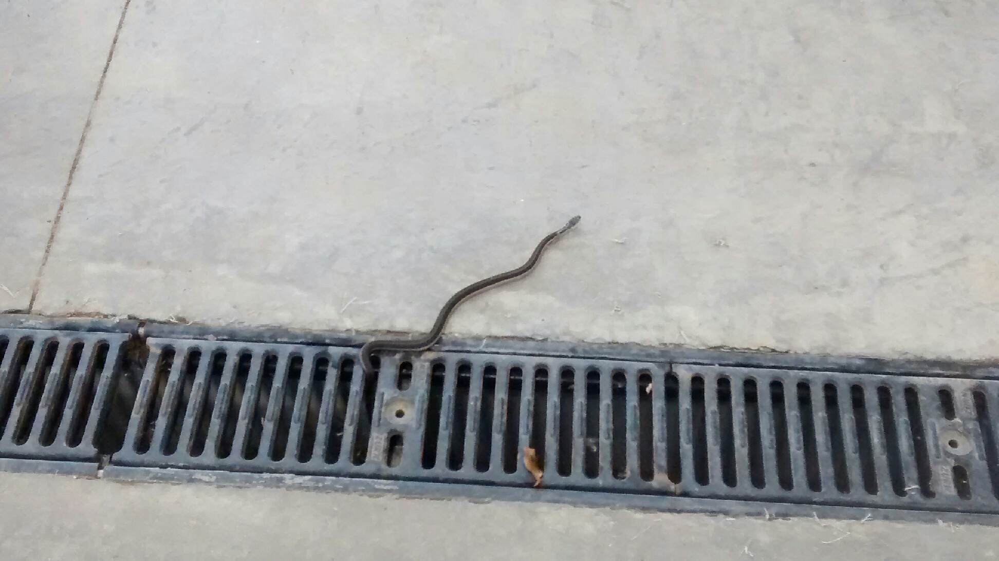 Snake In A Drain Blank Meme Template