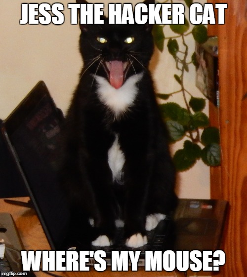 JESS THE HACKER CAT; WHERE'S MY MOUSE? | image tagged in hackercat | made w/ Imgflip meme maker
