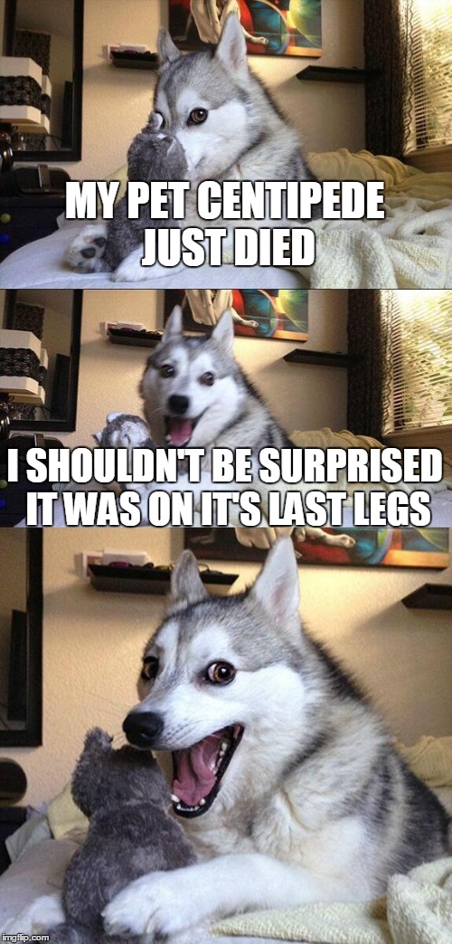 Bad Pun Dog | MY PET CENTIPEDE JUST DIED; I SHOULDN'T BE SURPRISED IT WAS ON IT'S LAST LEGS | image tagged in memes,bad pun dog | made w/ Imgflip meme maker