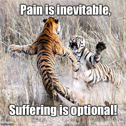Pain is inevitable, Suffering is optional! | image tagged in tiger,pain is inevitable,suffering | made w/ Imgflip meme maker