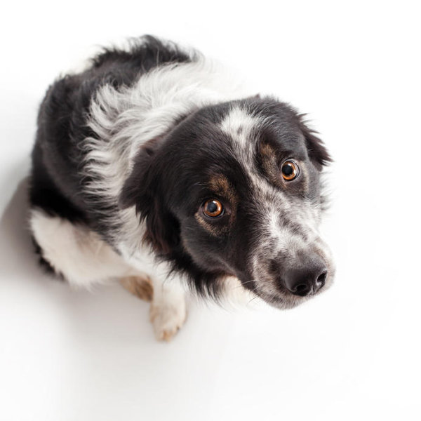 I have no idea what I'm doing border collie Blank Meme Template