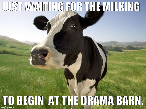 cow | JUST WAITING FOR THE MILKING; TO BEGIN
 AT THE DRAMA BARN. | image tagged in cow | made w/ Imgflip meme maker