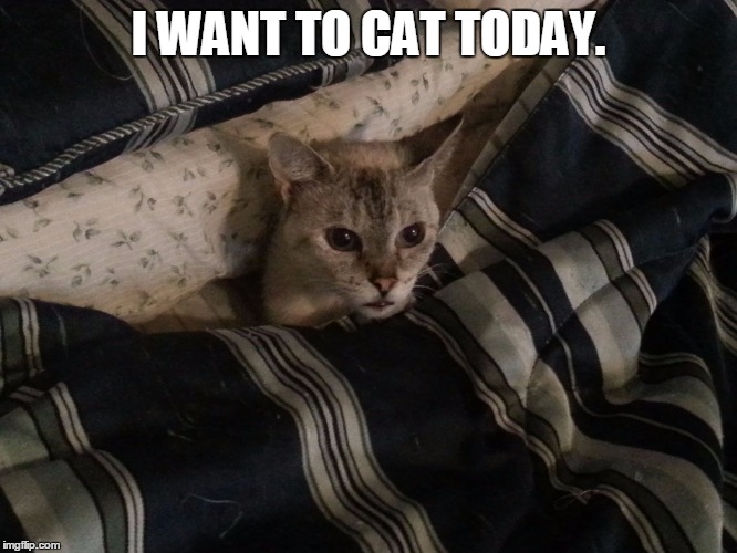 It's Monday -- I can't adult on a Monday... | I WANT TO CAT TODAY. | image tagged in cat in bed | made w/ Imgflip meme maker