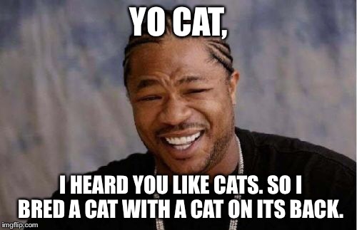 Yo Dawg Heard You Meme | YO CAT, I HEARD YOU LIKE CATS. SO I BRED A CAT WITH A CAT ON ITS BACK. | image tagged in memes,yo dawg heard you | made w/ Imgflip meme maker