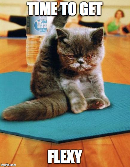 yoga cat |  TIME TO GET; FLEXY | image tagged in yoga cat | made w/ Imgflip meme maker