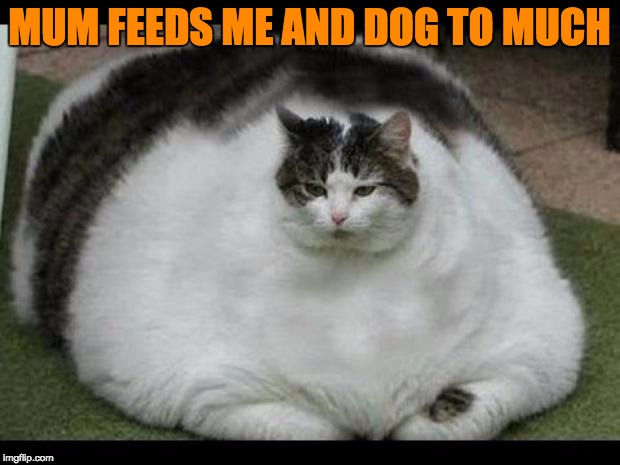 fat cat 2 | MUM FEEDS ME AND DOG TO MUCH | image tagged in fat cat 2 | made w/ Imgflip meme maker