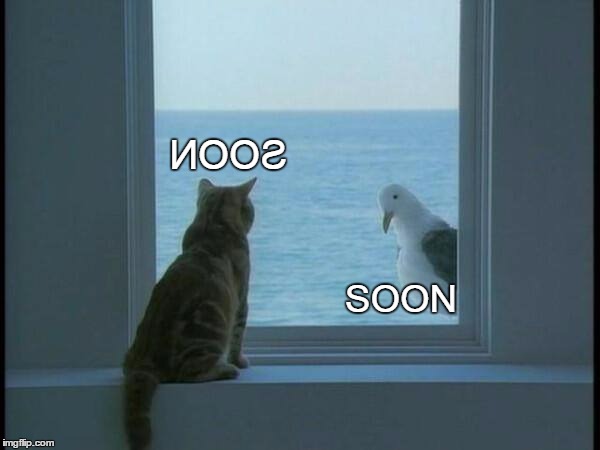 soon | ИOOƧ; SOON | image tagged in cats,funny cats | made w/ Imgflip meme maker