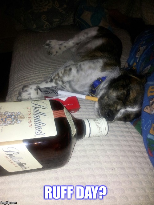 Little cute dog goes on a weekend bender!  | RUFF DAY? | image tagged in dog,cute,funny,badass,puppy,meme | made w/ Imgflip meme maker