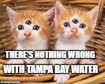 mutant cats   | THERE'S NOTHING WRONG; WITH TAMPA BAY WATER | image tagged in cats,pets,funny | made w/ Imgflip meme maker