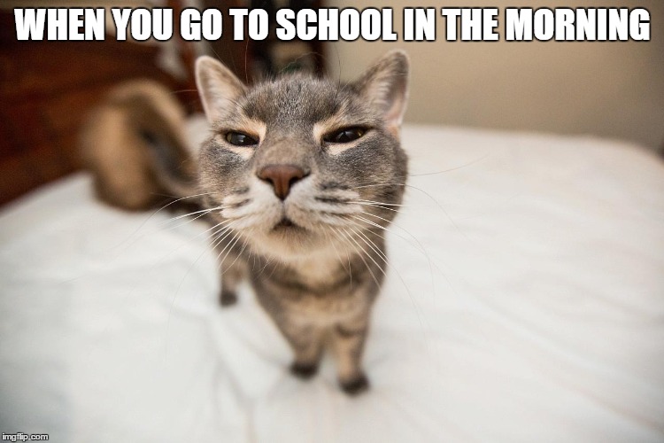 School |  WHEN YOU GO TO SCHOOL IN THE MORNING | image tagged in cats,funny,lol,true story | made w/ Imgflip meme maker