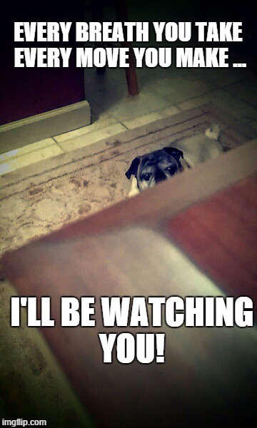EVERY BREATH YOU TAKE EVERY MOVE YOU MAKE ... I'LL BE WATCHING YOU! | image tagged in pugs,loyalty,stalker mode on | made w/ Imgflip meme maker