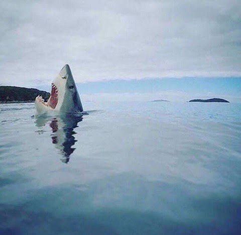 High Quality shark_head_out_of_water Blank Meme Template