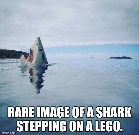 shark_head_out_of_water |  RARE IMAGE OF A SHARK STEPPING ON A LEGO. | image tagged in shark_head_out_of_water | made w/ Imgflip meme maker
