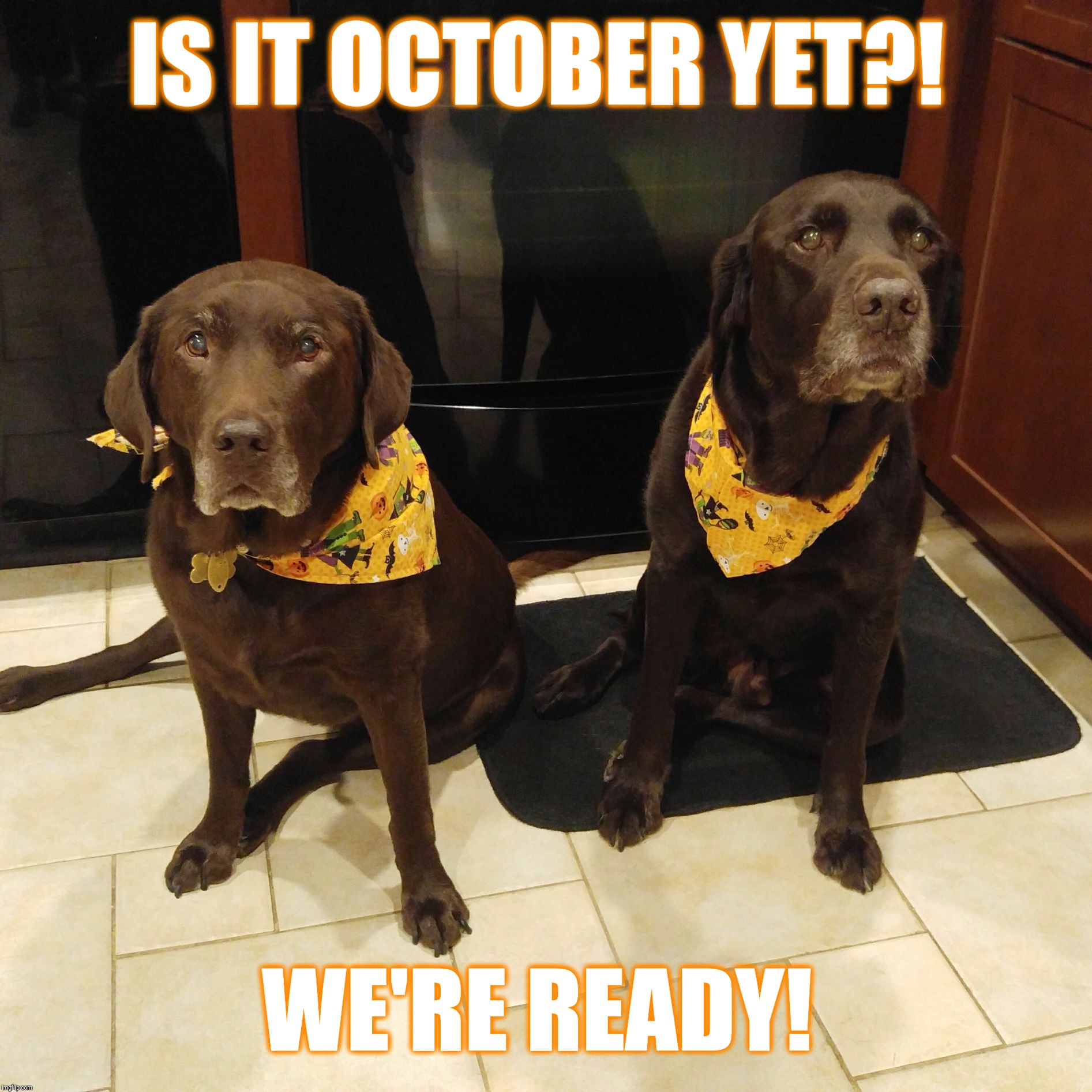 Is it October yet?  | IS IT OCTOBER YET?! WE'RE READY! | image tagged in chuckie the chocolate lab,october,fall,autumn,cute,dog memes | made w/ Imgflip meme maker