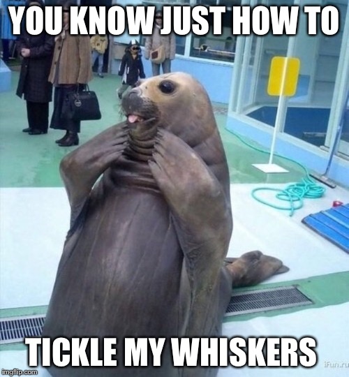 Gay sea lion | YOU KNOW JUST HOW TO; TICKLE MY WHISKERS | image tagged in gay sea lion | made w/ Imgflip meme maker