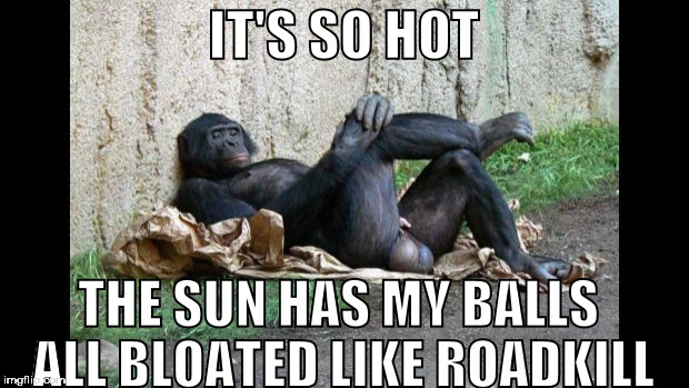 Big balls gorilla | IT'S SO HOT; THE SUN HAS MY BALLS ALL BLOATED LIKE ROADKILL | image tagged in big balls gorilla,sun,summer,roadkill,heat,balls | made w/ Imgflip meme maker