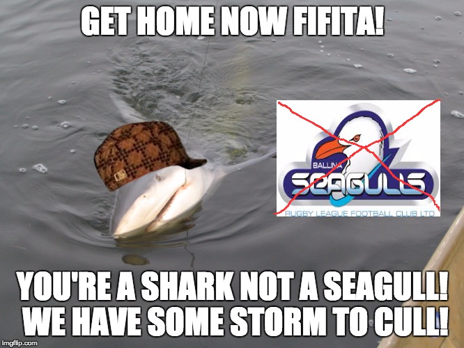 GET HOME NOW FIFITA! YOU'RE A SHARK NOT A SEAGULL! WE HAVE SOME STORM TO CULL! | image tagged in shark,scumbag | made w/ Imgflip meme maker